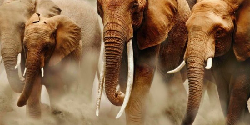 La Cina vieterà il commercio di avorio entro la fine del 2017