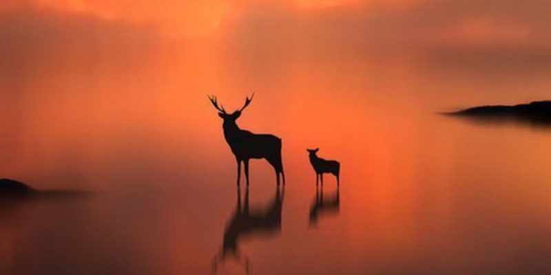 Consegna agli elementi