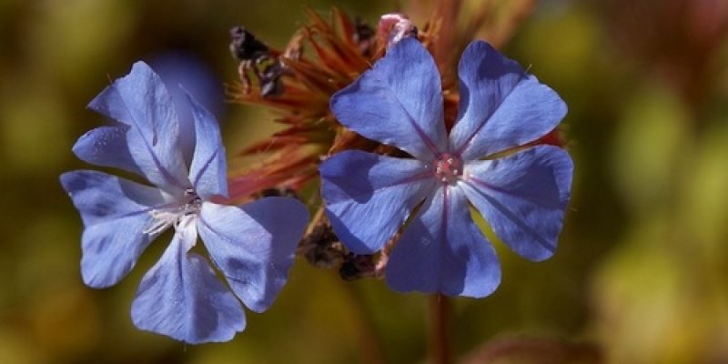 Cerato: fiore di Bach per ottenere fiducia in se stessi
