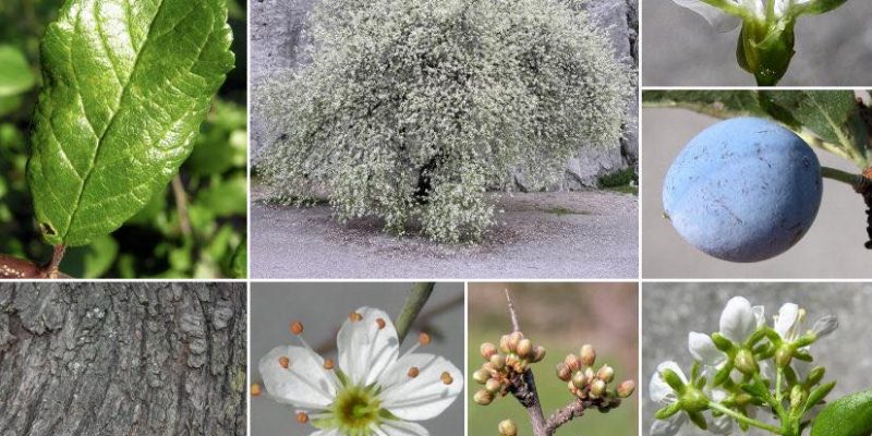 Il Prugnolo selvatico come anticancerogeno