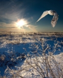 Milioni di tentativi scivolati come sabbia lungo questa gabbia di solitudine