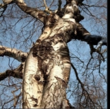 La magia delle piante – sottili legami