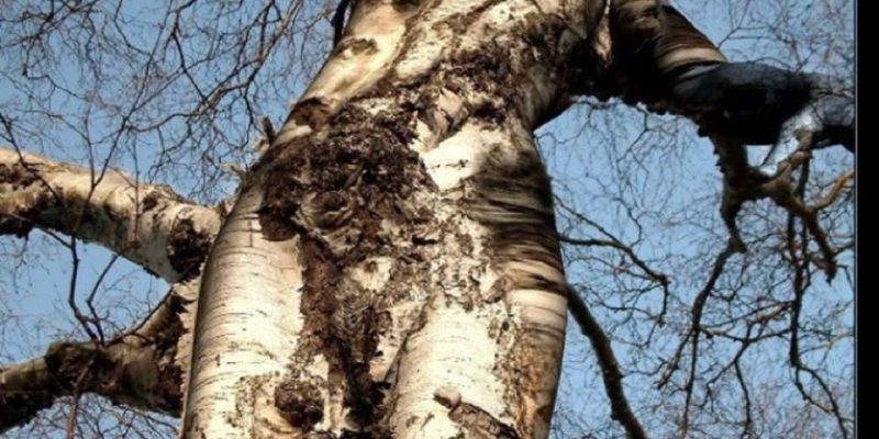 La magia delle piante – sottili legami