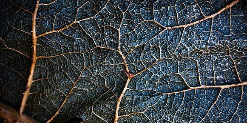 Jung – Percorrere la propria via