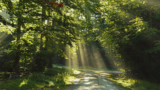 La Vita segreta degli Alberi