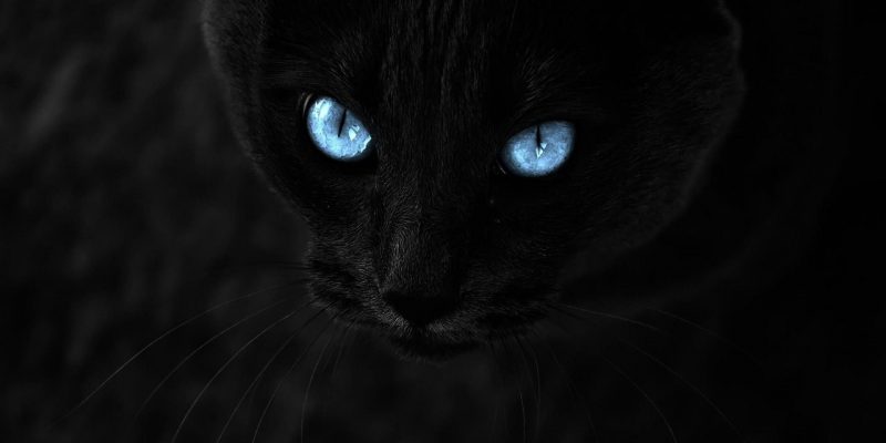 Lo sapevi che il gatto nero è il gatto che ti protegge di più?