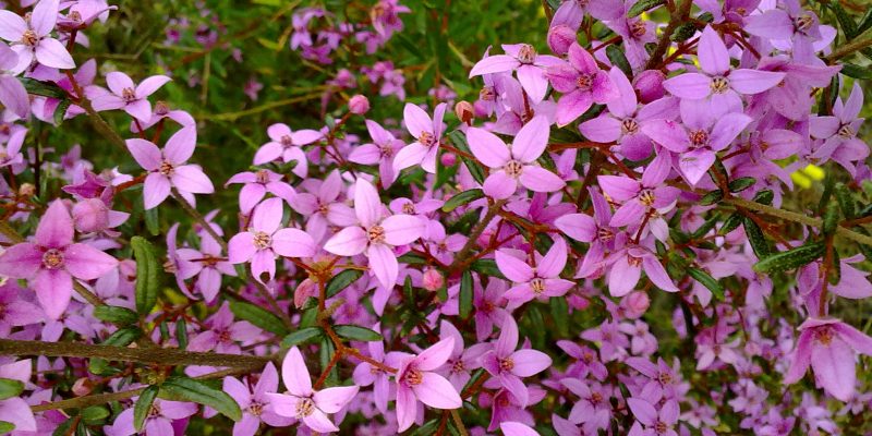 Boronia: fiore australiano per tranquillizzare la mente