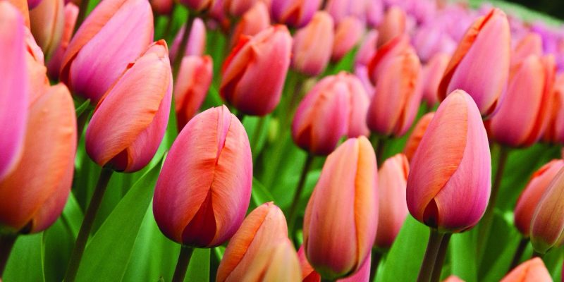 L’abbondanza è la vera natura dell’esistenza