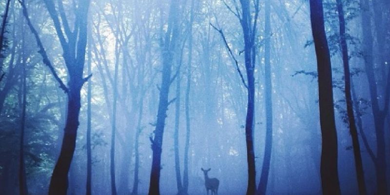 Le Dee Oscure, le Dee della notte e della profezia