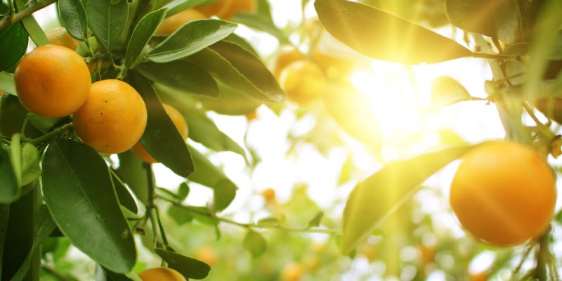 L’Albero della Fantasia