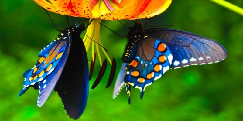 Le farfalle: messaggere divine