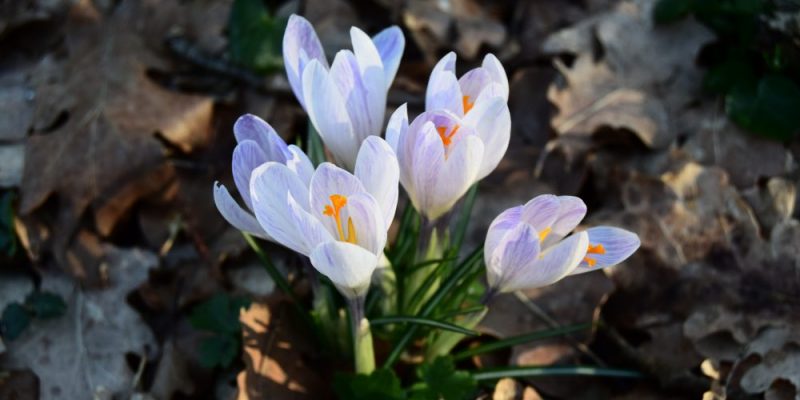 Trova il tuo albero e cambia il mondo
