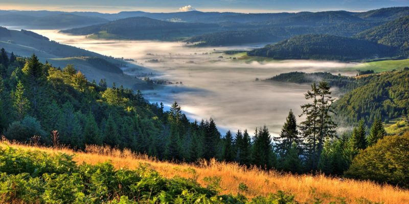 Svanire nella Natura