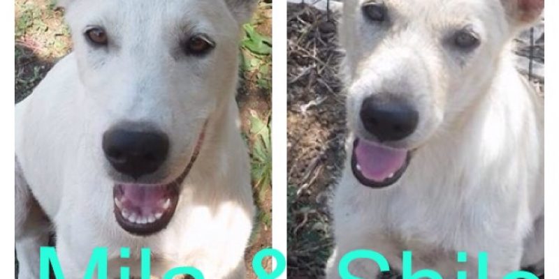 Mila e Shilo cercano casa!