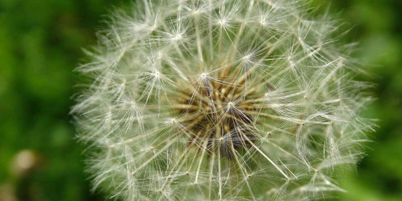 Che cosa è l’intelligenza spirituale?