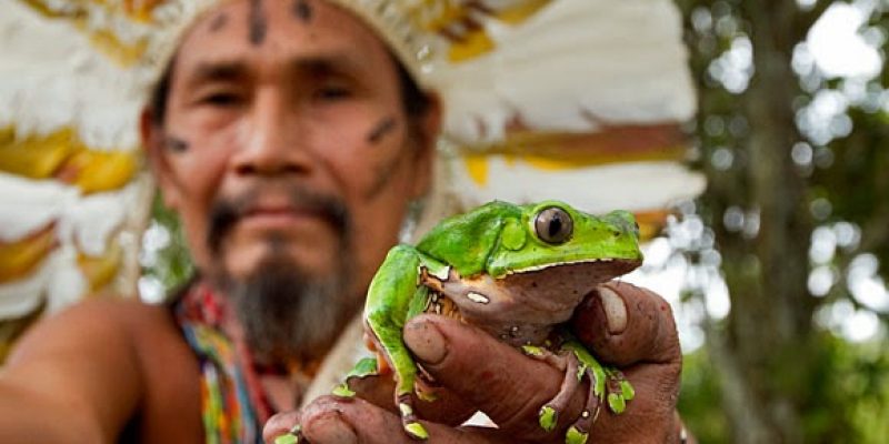 Kambo – la cura spirituale della rana amazzonica