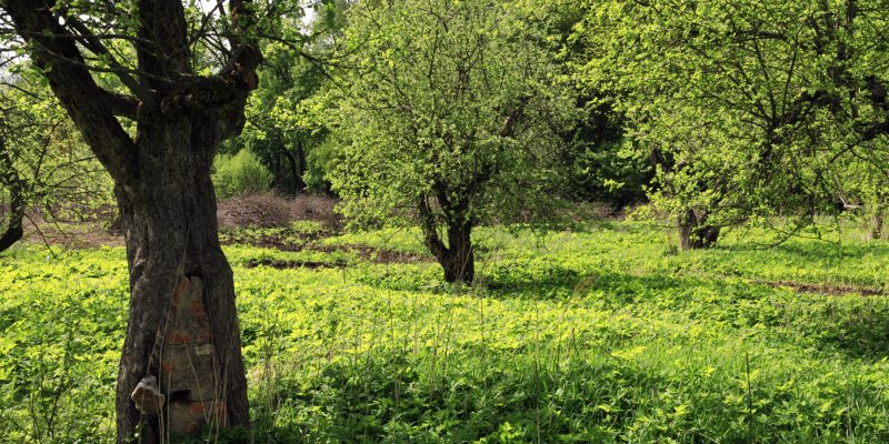 Le piante ci ascoltano