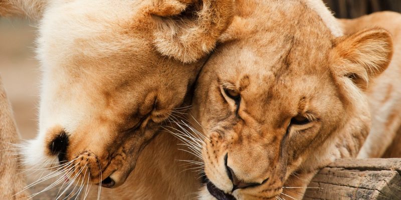 Per Rabbia e per Amore