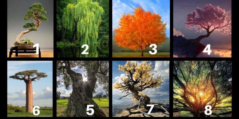 Scegli un Albero – Ascolta un Messaggio dalla Natura