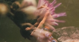 Il Sesso, l’Amore e la Compassione