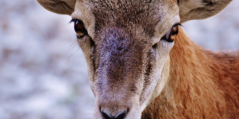 L’Ariete – Il condottiero dello zodiaco