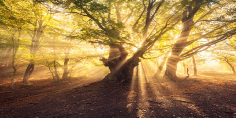Il Regno dell’Assenza…dove l’Ombra fa l’amore con la Luce