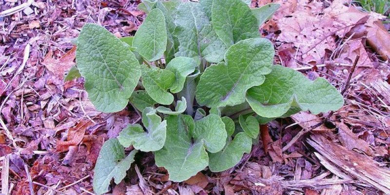 Erbe commestibili in estate: quali raccogliere?