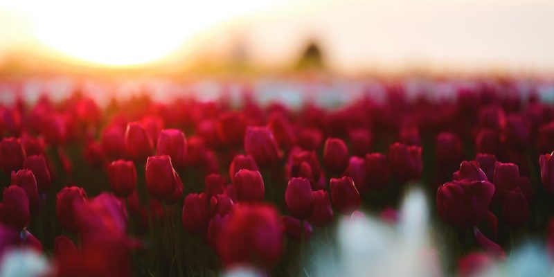 Un battito d’ali. Dell’amore la scintilla