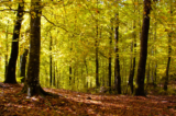 Effetto Biofilia: il potere di guarigione della Natura