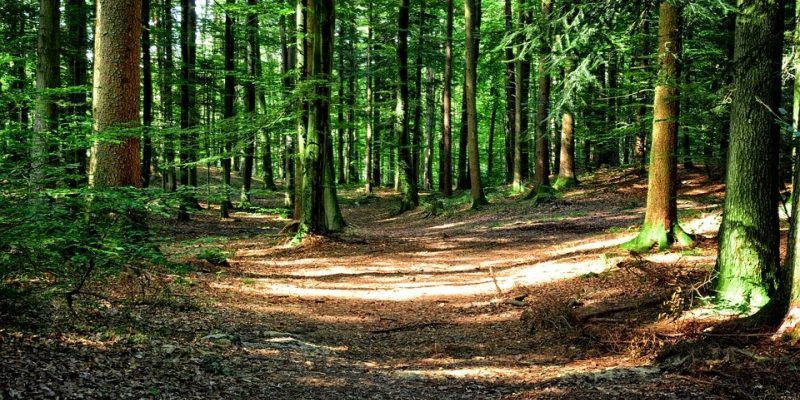 Boschi Vivi – La Vita oltre la Vita