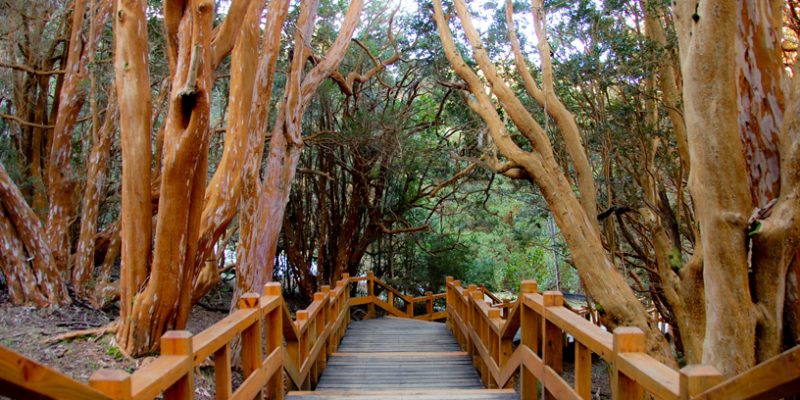 I 9 boschi che sembrano incantati