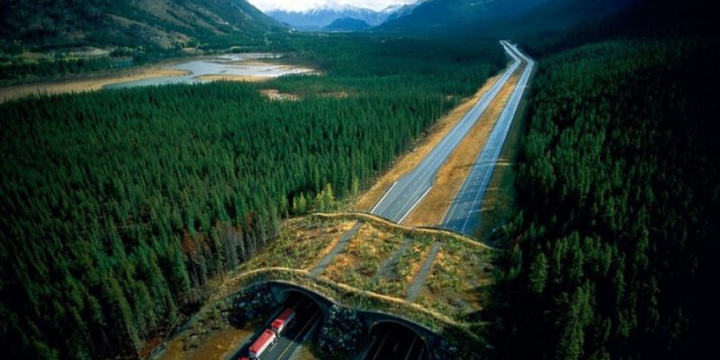 Grazie a questi ecodotti verdi le vite degli animali vengono salvate