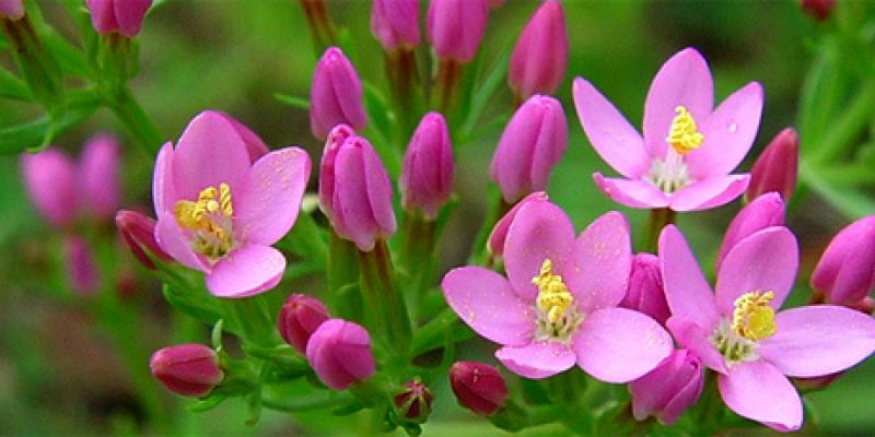 Centaury il fiore dell’autodeterminazione e della spiritualità
