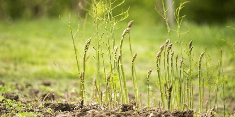 Asparago selvatico: proprietà e curiosità