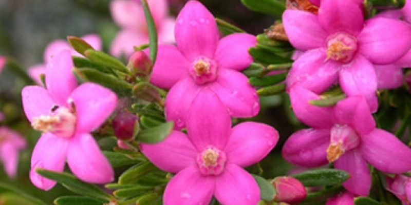Crowea Saligna: fiore australiano per ansia e stress