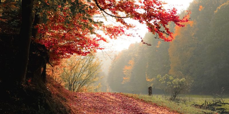 Risveglia la vita che è in te