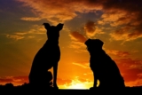 Seminario “L’Anima degli Animali”