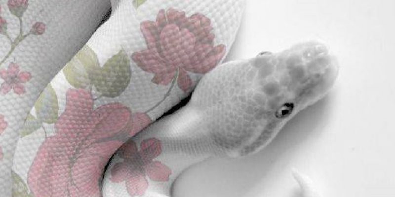 Esercizio del Serpente per il cambio stagione