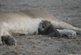 Nosikitok, la Leonessa che allatta un cucciolo di Leopardo