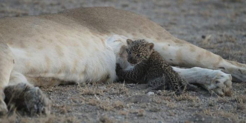 Nosikitok, la Leonessa che allatta un cucciolo di Leopardo