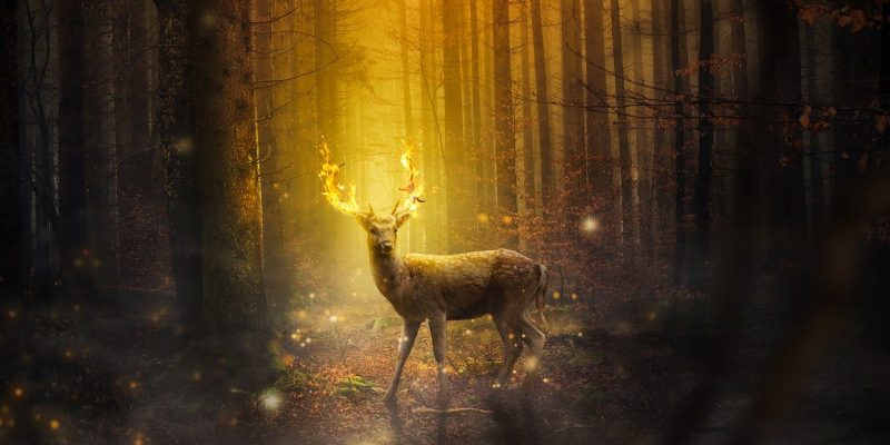 Addentrati nel bosco sacro