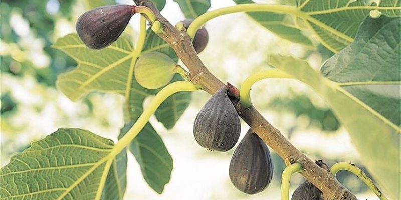 Infuso alle foglie di fico per mal di denti e gengive