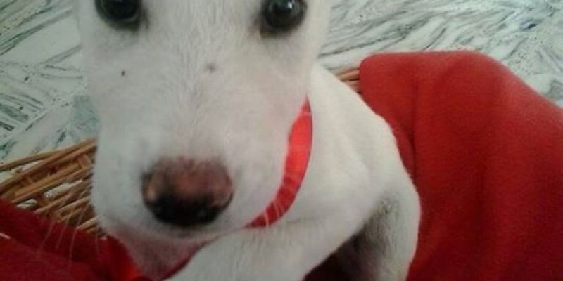 Ei ciao…sono SFORTUNELLO!