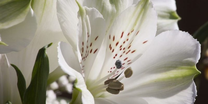 Non può essere altrimenti, l’Amore