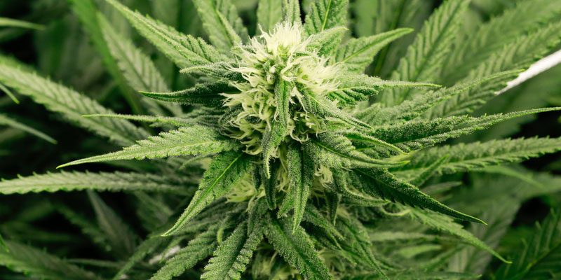 Marijuana light, è ora legale in Italia!