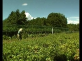 L’orto sinergico del Villaggio Verde