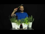 Herbalism: Ascoltare l’anima delle piante!