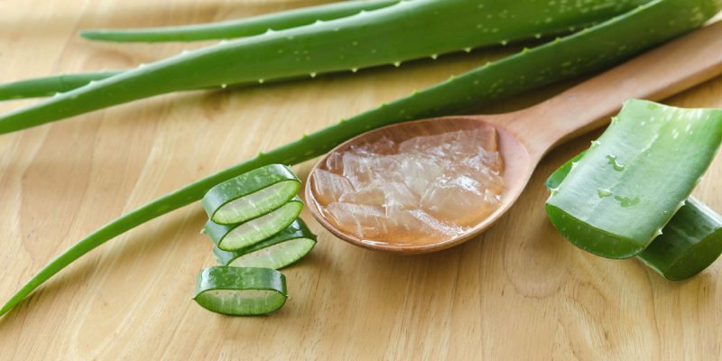 L’uso magico della pianta di Aloe e la sua anima