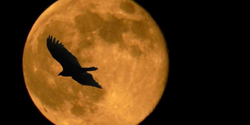 Il Falco e la Luna