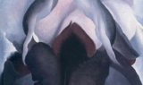 Quel fiore astratto e sensuale che sa di Femminile Primordiale